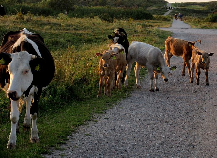 Verblijf 661021 - Appartement Goeree-Overflakkee - Appartement Gemütliches Mobilheim mit 3 Schlafzimmern