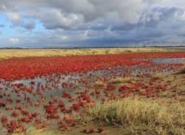 Verblijf 661021 - Appartement Goeree-Overflakkee - Appartement Gemütliches Mobilheim mit 3 Schlafzimmern