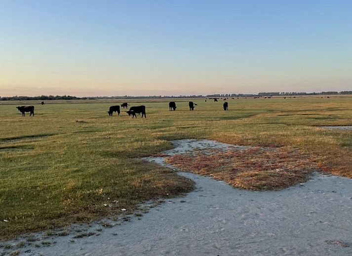 Moderne keuken in Grevelingenhuisje met sauna, Herkingen, Goeree-Overflakkee, vakantiehuis met groene tegelwand en inbouwapparatuur.
