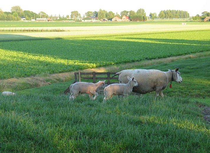 Unterkunft 670902 - Ferienhaus Groene hart - Vakantiehuis in Nieuwveen