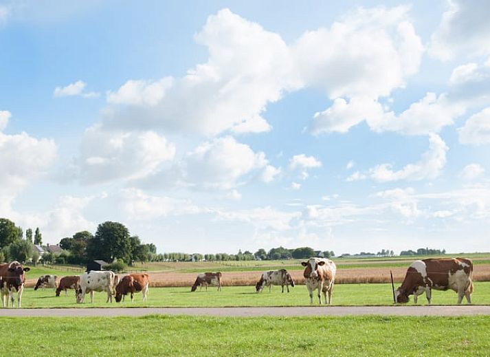Ferienhaus in Nieuwveen Ferienhaus mit weidenden Kuehen im Gruenen Herzen, Suedholland