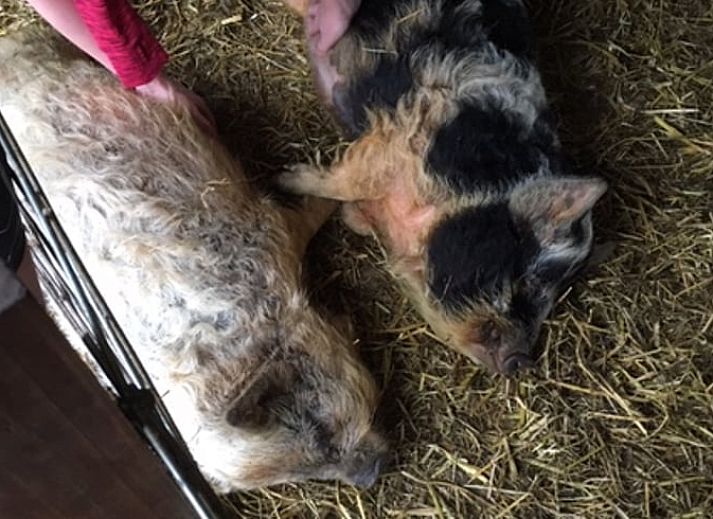 Tischtennisspass im Erholungsraum des Cottage in Nieuwveen, Gruenes Herz, Suedholland