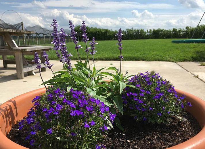 Guest house 671108 - Holiday property Groene hart - Vakantiehuisje in Alphen aan den Rijn