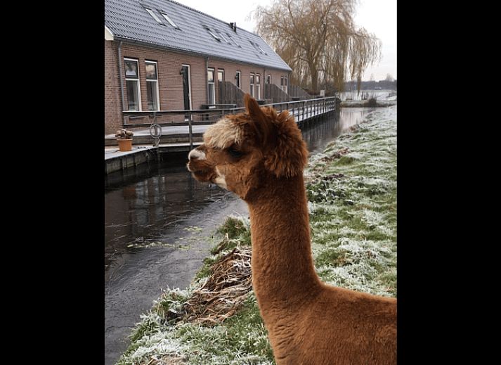 Guest house 671108 - Holiday property Groene hart - Vakantiehuisje in Alphen aan den Rijn