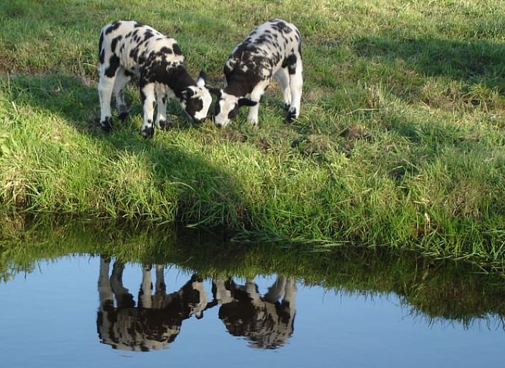 Guest house 671108 - Holiday property Groene hart - Vakantiehuisje in Alphen aan den Rijn