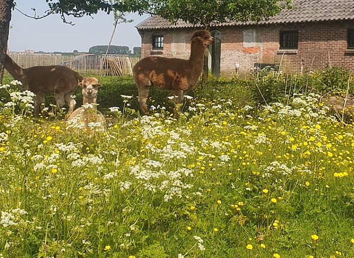 Unterkunft 671112 - Ferienhaus Groene hart - Vakantiehuisje in Alphen aan den Rijn