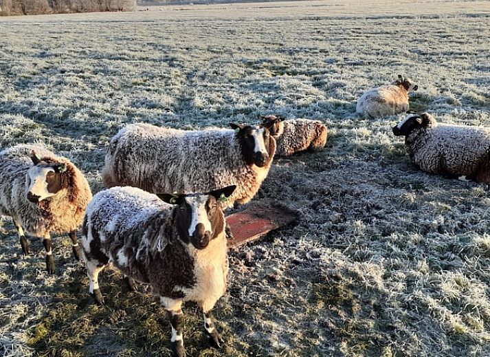 Vakantiehuis in Woerdense Verlaat met ruime grasvelden, ideaal voor ontspanning in Zuid-Holland.