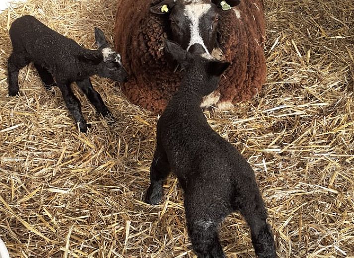 Prachtig uitzicht op weilanden en koeien vanuit Vakantiehuis in Woerdense Verlaat, Groene hart.