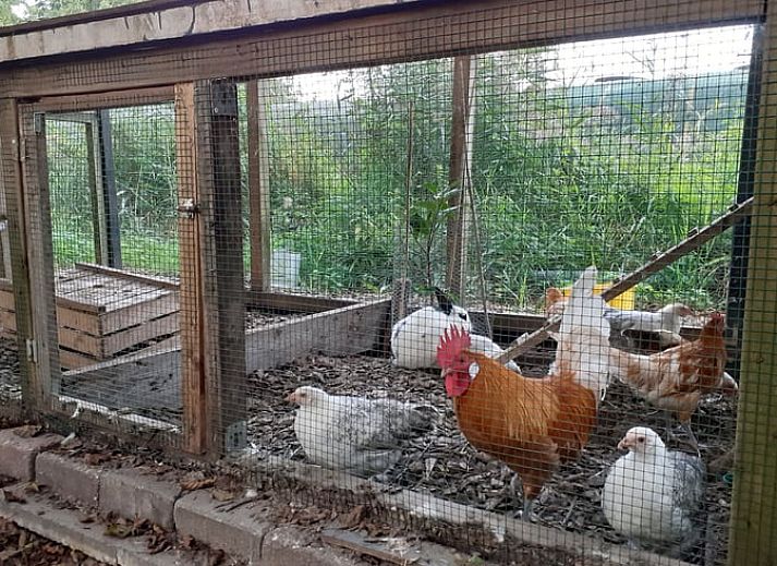 Unterkunft 671504 - Ferienhaus Groene hart - Vakantiehuisje in Woerdense Verlaat
