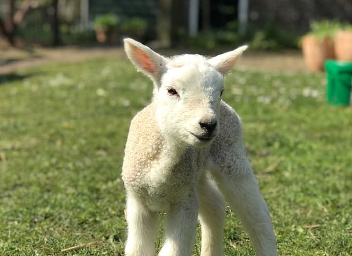 Modernes Interieur des Ferienhauses in Woerdense Verlaat mit gemuetlicher Sitzecke und Gartenblick, Suedholland.