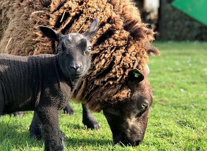 Stilvolle Kueche im Ferienhaus in Woerdense Verlaat mit Holzarbeitsplatte, Groene Hart, Sued-Holland.