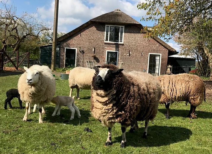 Stilvolle Kueche im Ferienhaus in Woerdense Verlaat mit Holzarbeitsplatte, Groene Hart, Sued-Holland.