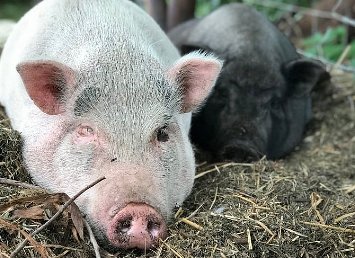Stilvolle Kueche im Ferienhaus in Woerdense Verlaat mit Holzarbeitsplatte, Groene Hart, Sued-Holland.