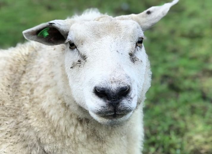 Aussenansicht des Ferienhauses in Woerdense Verlaat, umgeben von einem gruenen Garten, Gruenes Herz, Suedholland.