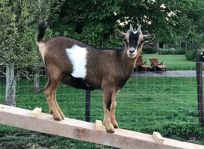 Aussenansicht des Ferienhauses in Woerdense Verlaat, umgeben von einem gruenen Garten, Gruenes Herz, Suedholland.