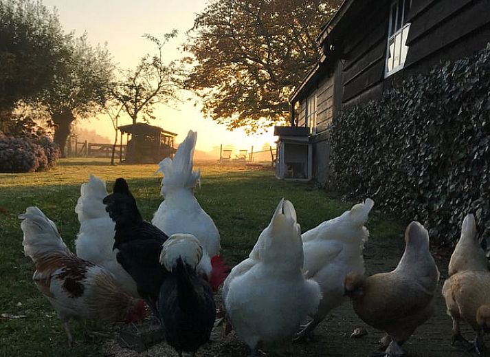 Aussenansicht des Ferienhauses in Woerdense Verlaat, umgeben von einem gruenen Garten, Gruenes Herz, Suedholland.