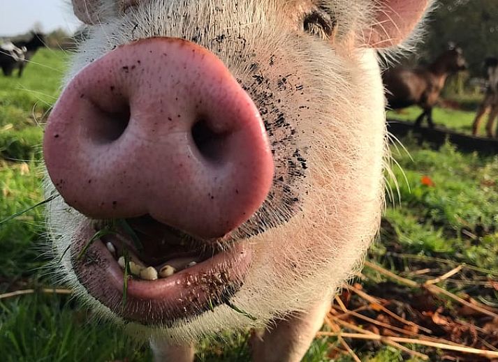 Aussenansicht des Ferienhauses in Woerdense Verlaat, umgeben von einem gruenen Garten, Gruenes Herz, Suedholland.