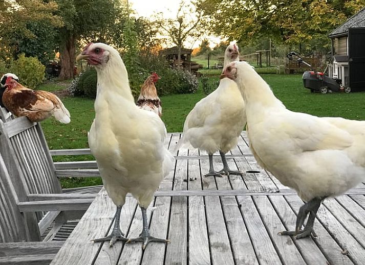 Unterkunft 671505 - Ferienhaus Groene hart - Vakantiehuisje in Woerdense Verlaat