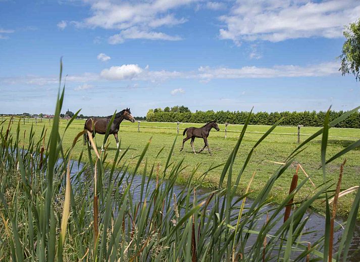 Unterkunft 671810 - Ferienhaus Groene hart - ZH058