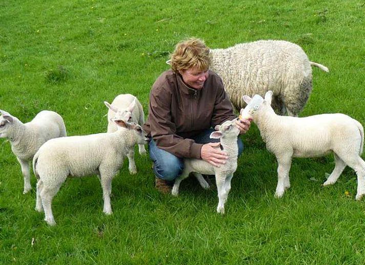 Unterkunft 671810 - Ferienhaus Groene hart - ZH058