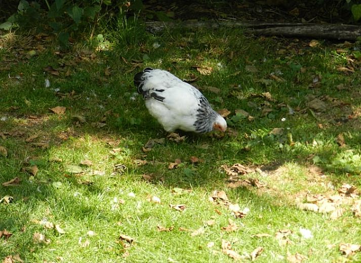 Zomerse buitenruimte bij Vakantiehuis in Hazerswoude Dorp, omringd door natuur.