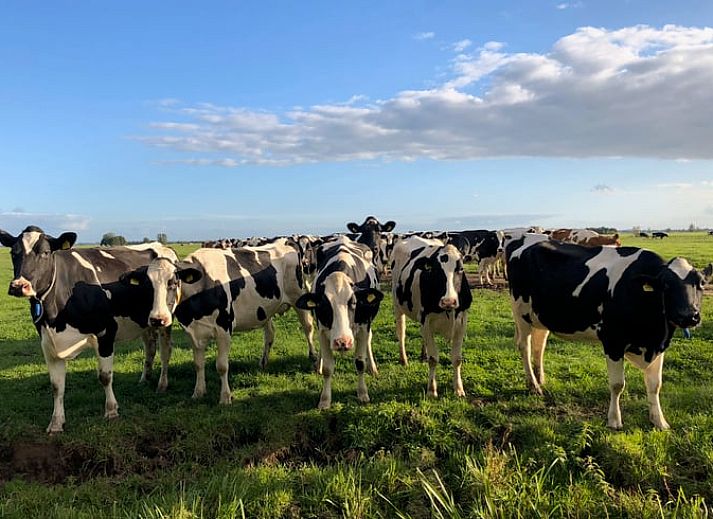 Unterkunft 672605 - Ferienhaus Groene hart - Vakantiehuis in Bodegraven