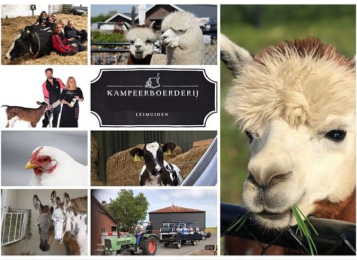Cozy dining room in Holiday cottage in Leimuiden, Green Heart, South Holland with wooden table and leather chairs.