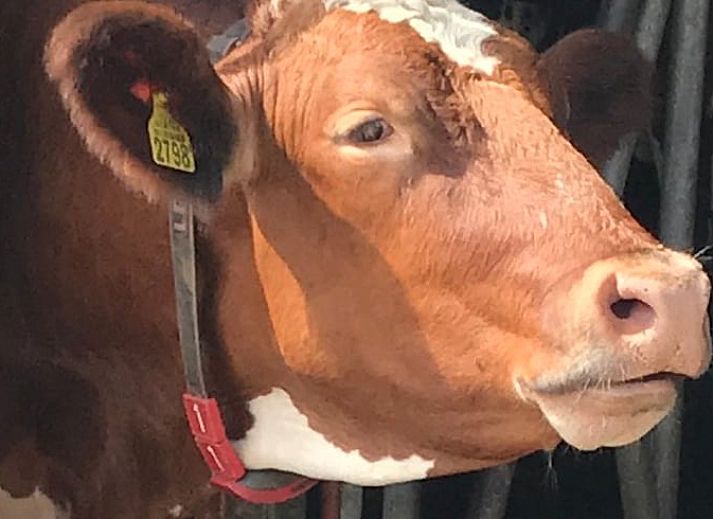 Cozy dining room in Holiday cottage in Leimuiden, Green Heart, South Holland with wooden table and leather chairs.