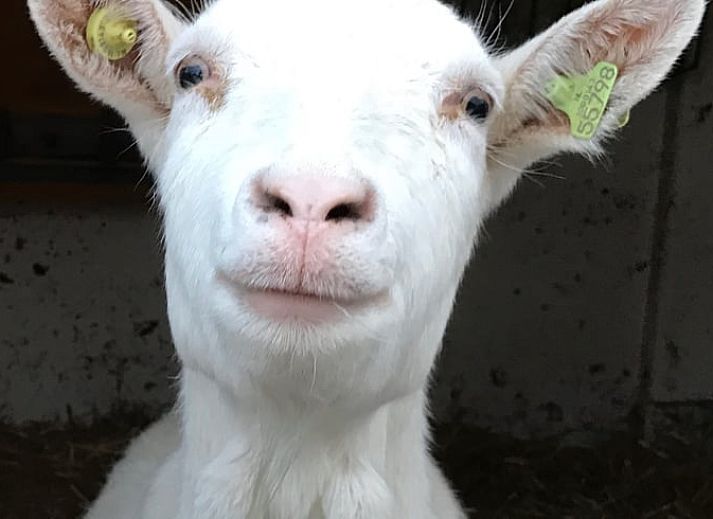 Animals and activities at Holiday Home in Leimuiden, Green Heart, South Holland for a unique farm experience.