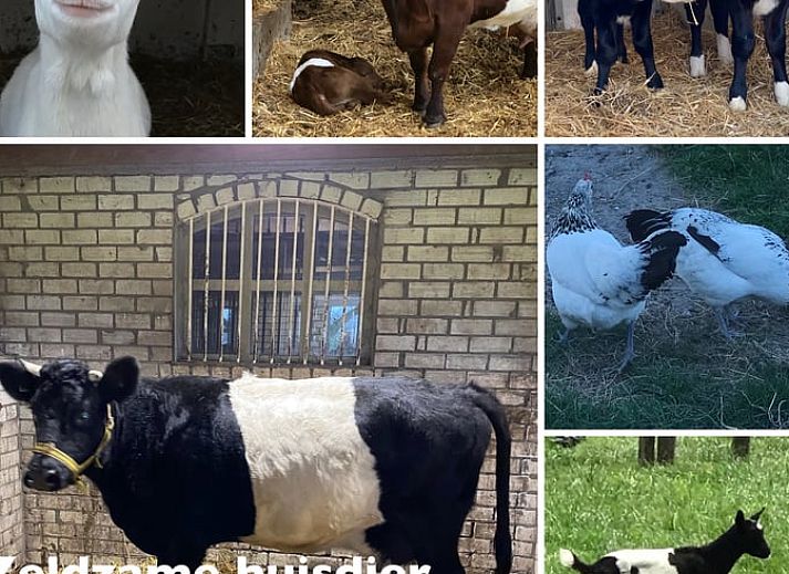 Animals and activities at Holiday Home in Leimuiden, Green Heart, South Holland for a unique farm experience.