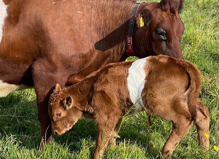 Guest house 672819 - Holiday property Groene hart - Vakantiehuisje in Leimuiden