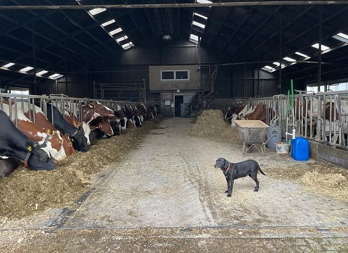 Cozy dining area in cottage in Leidschendam, overlooking the nature of South Holland.