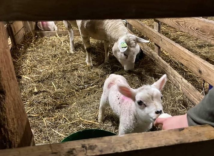 Cozy dining area in cottage in Leidschendam, overlooking the nature of South Holland.