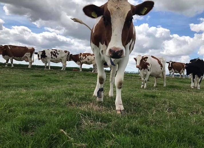 Modern bathroom in Holiday home in Leidschendam, located in the Green Heart of South Holland.