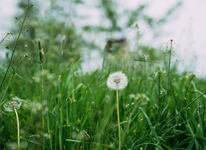 Guest house 673208 - Holiday property Groene hart - Vakantiehuisje in Aarlanderveen