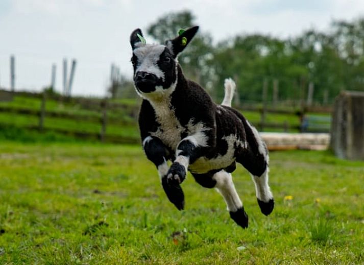 Guest house 673208 - Holiday property Groene hart - Vakantiehuisje in Aarlanderveen