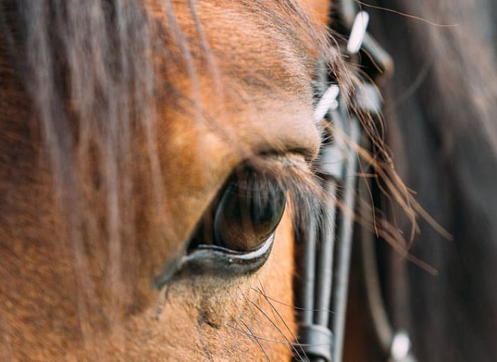 Guest house 673208 - Holiday property Groene hart - Vakantiehuisje in Aarlanderveen