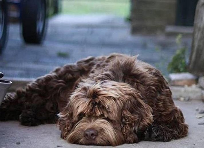 Guest house 673208 - Holiday property Groene hart - Vakantiehuisje in Aarlanderveen