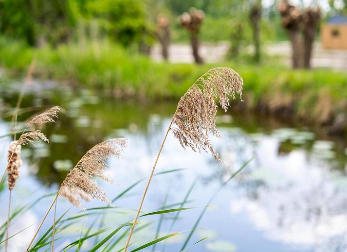 Verblijf 673509 - Vakantiewoning Groene hart - Kaag