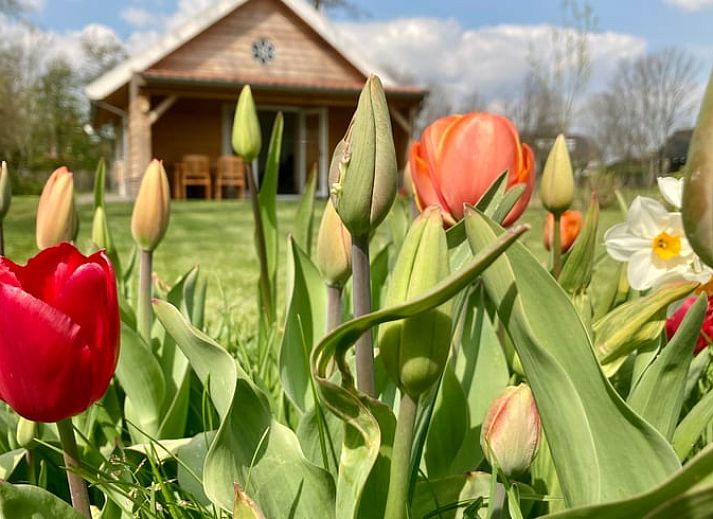 Cozy interior of vacation home in Hazerswoude-Rijndijk, Green Heart, with wooden interior and dining area in South Holland.