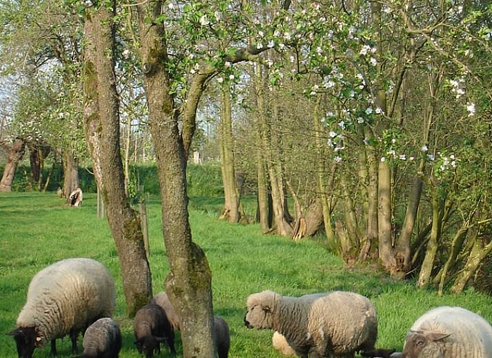 Guest house 674502 - Holiday property Groene hart - Vakantiehuisje in Vlist