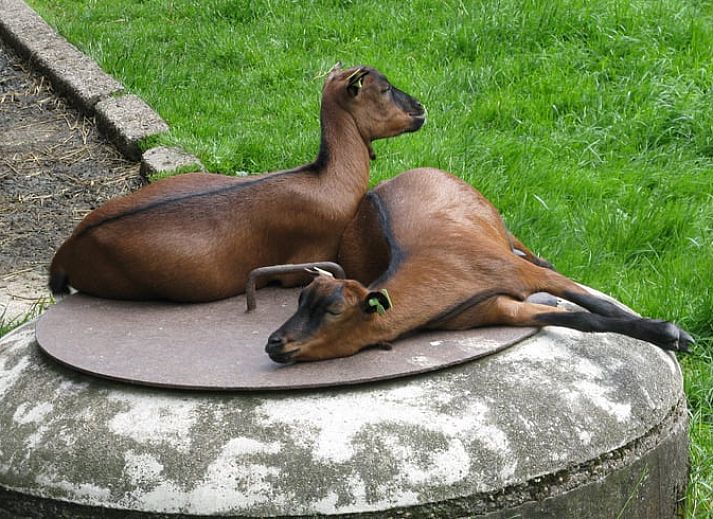 Charmant Vakantiehuisje in Vlist met landelijke omgeving en bloeiende tuin, gelegen in het Groene Hart van Zuid-Holland.