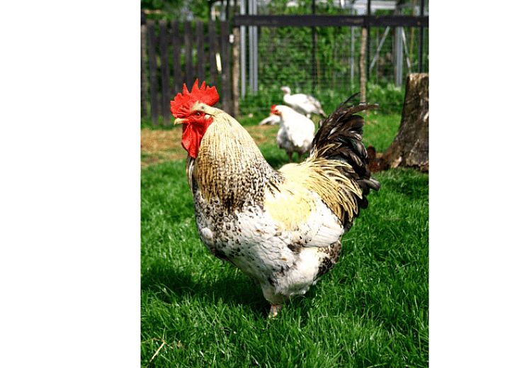 Charmant Vakantiehuisje in Vlist met landelijke omgeving en bloeiende tuin, gelegen in het Groene Hart van Zuid-Holland.