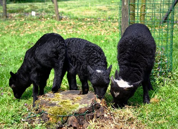 Charmant Vakantiehuisje in Vlist met landelijke omgeving en bloeiende tuin, gelegen in het Groene Hart van Zuid-Holland.