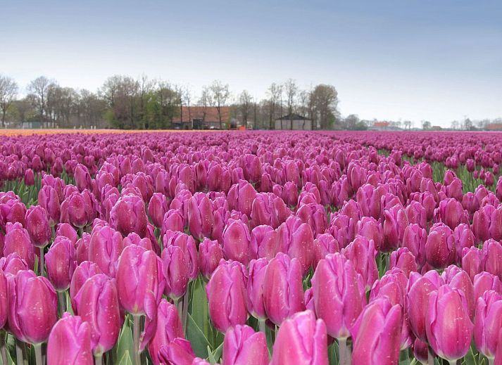 Guest house 6801106 - Holiday property Noordzeekust - Vakantiehuis MarBriliante