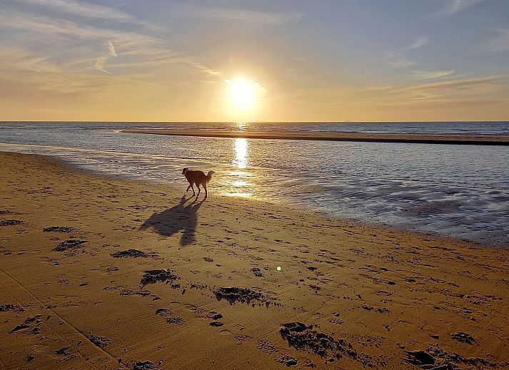 Guest house 6801106 - Holiday property Noordzeekust - Vakantiehuis MarBriliante