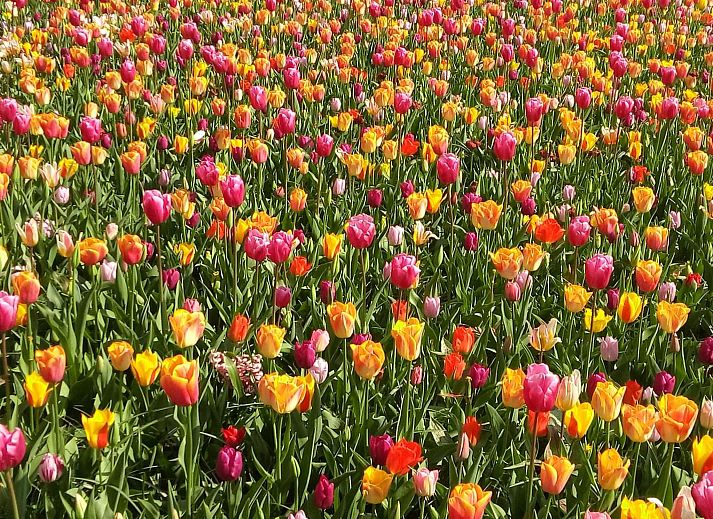 Guest house 6801106 - Holiday property Noordzeekust - Vakantiehuis MarBriliante