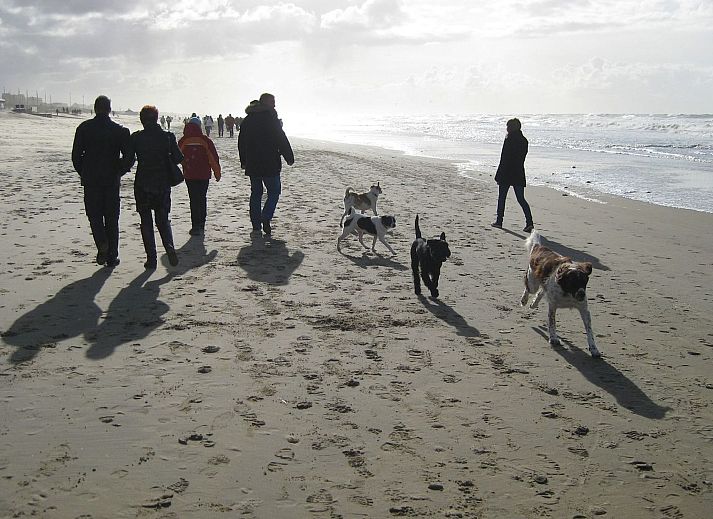 Guest house 6801149 - Holiday property Noordzeekust - Vakantiehuis SunnyLogde