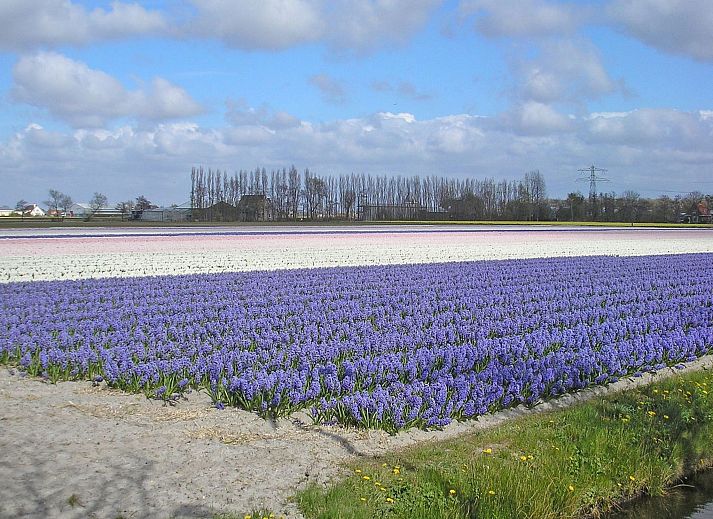 Guest house 6801149 - Holiday property Noordzeekust - Vakantiehuis SunnyLogde