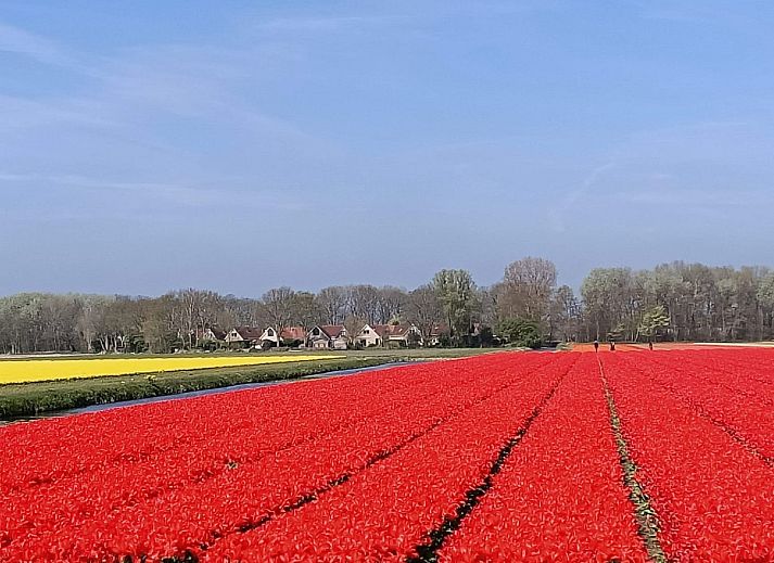 Moderne Kueche im Ferienhaus Stern Comfort, Noordwijk, Nordseekueste, Suedholland mit Gartenblick.